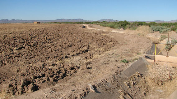 A freshly tilled field in the Palo Verde Irrigation District