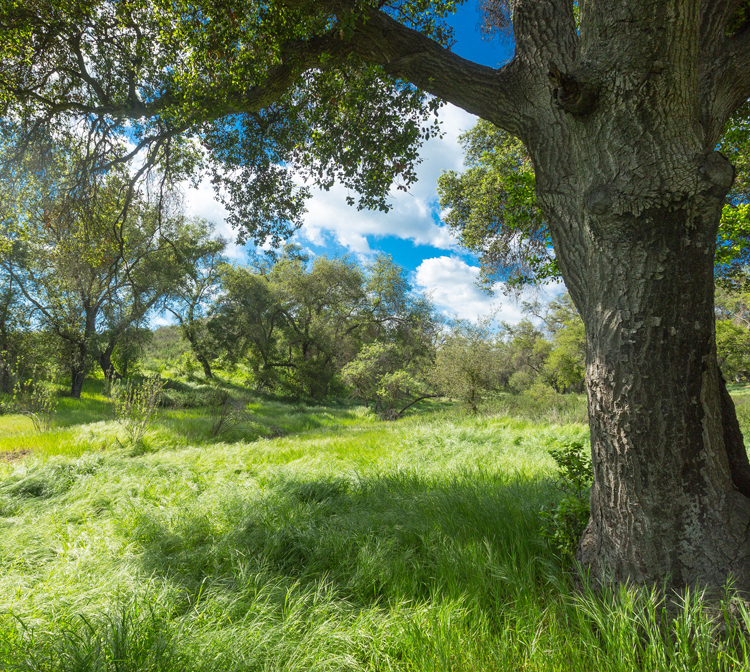 The Dr. Roy E. Shipley Reserve Photo