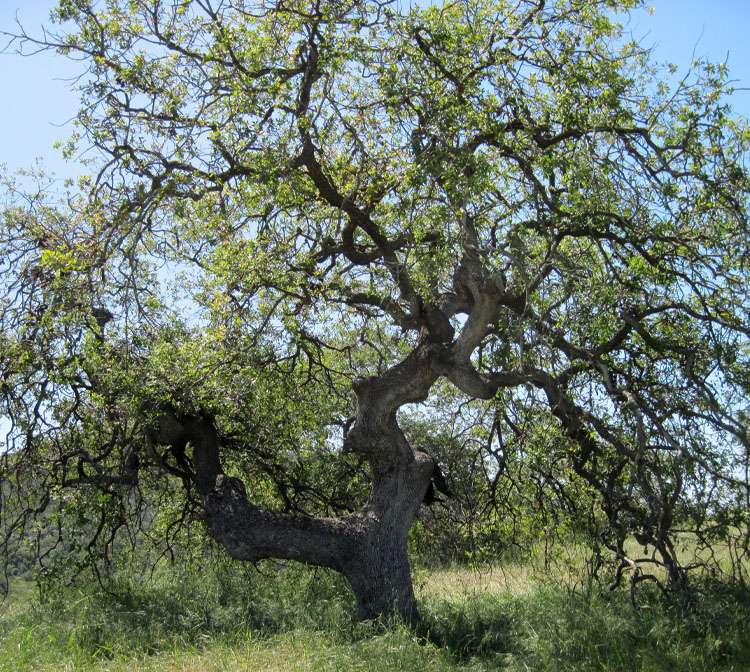 Photo of an Englemann Oak Tree.