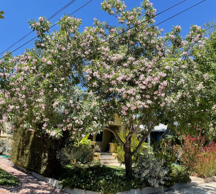 Photo of Chitalpa Tree.